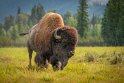 160 Canada, Golden, Rocky Mountain Buffalo Ranch